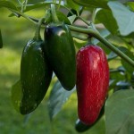 Pepper Hot Jalapeno – 10 Biji