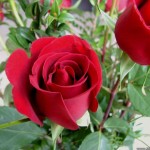 Manfaat Bunga Mawar di Balik Keindahannya