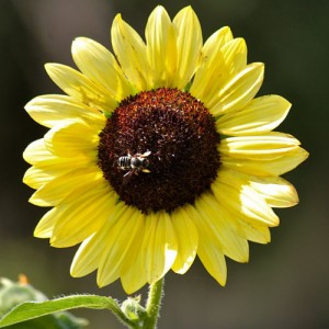 Sunflower Lemon Queen – 10 Biji