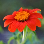 Sunflower Mexican – 20 Biji