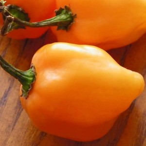 Orange Habanero – 10 Biji
