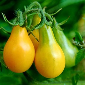 Pear tomato Yellow – 10 Biji