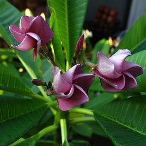 Plumeria Thai Purple