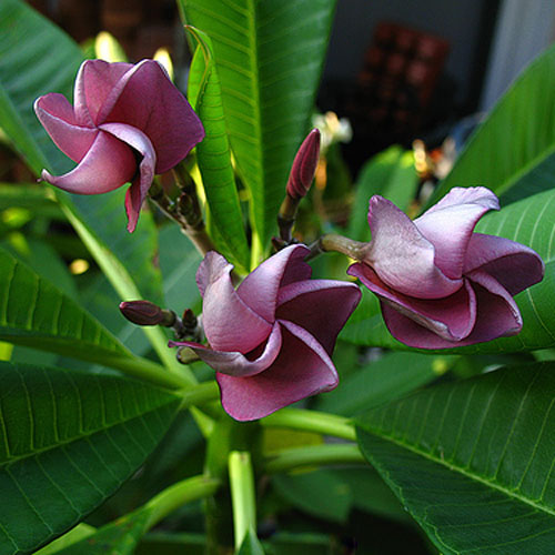 Bunga Plumeria Thai Purple