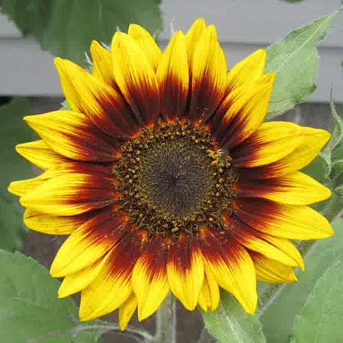 Bunga Sunflower Ring of Fire