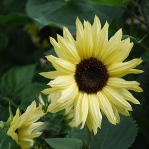 Sunflower Valentine – 10 Biji