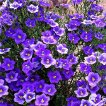 Cupflower Purple Robe – 50 Biji