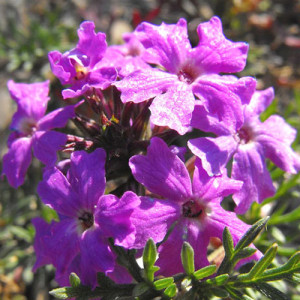 Purple Moss Verbena – 30 biji